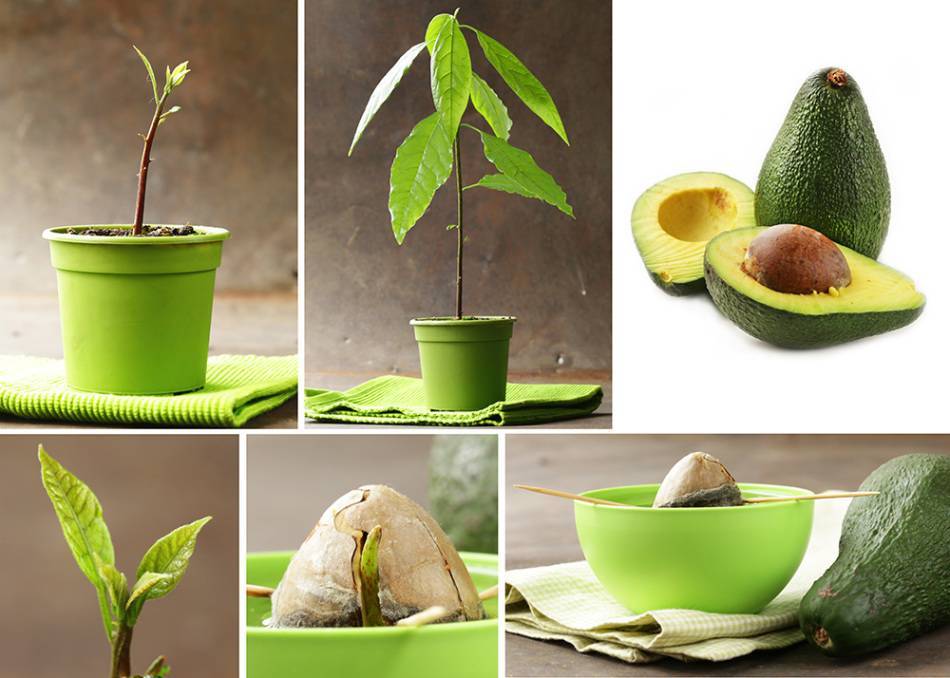 Секреты выращивания авокадо в домашних условиях