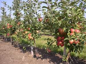 Различные сорта карликовых яблонь