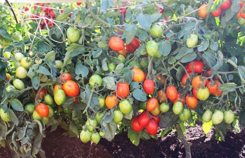 Для выращивания томатов используем метод Маслова