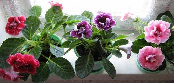 Цветок глоксиния — размножение в домашних условиях