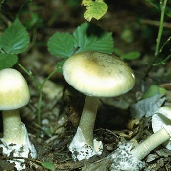 Изучаем полезные свойства белых грибов
