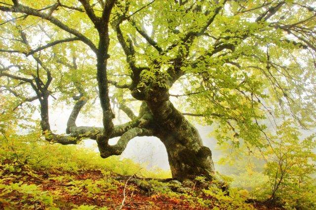 Самые великолепные деревья в мире