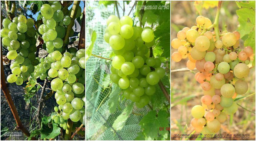Все о девичьем винограде: выращивание, сорта, размножение, применение в саду
