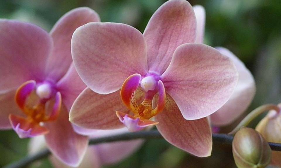 Узнайте, когда можно пересаживать орхидею, когда она цветет