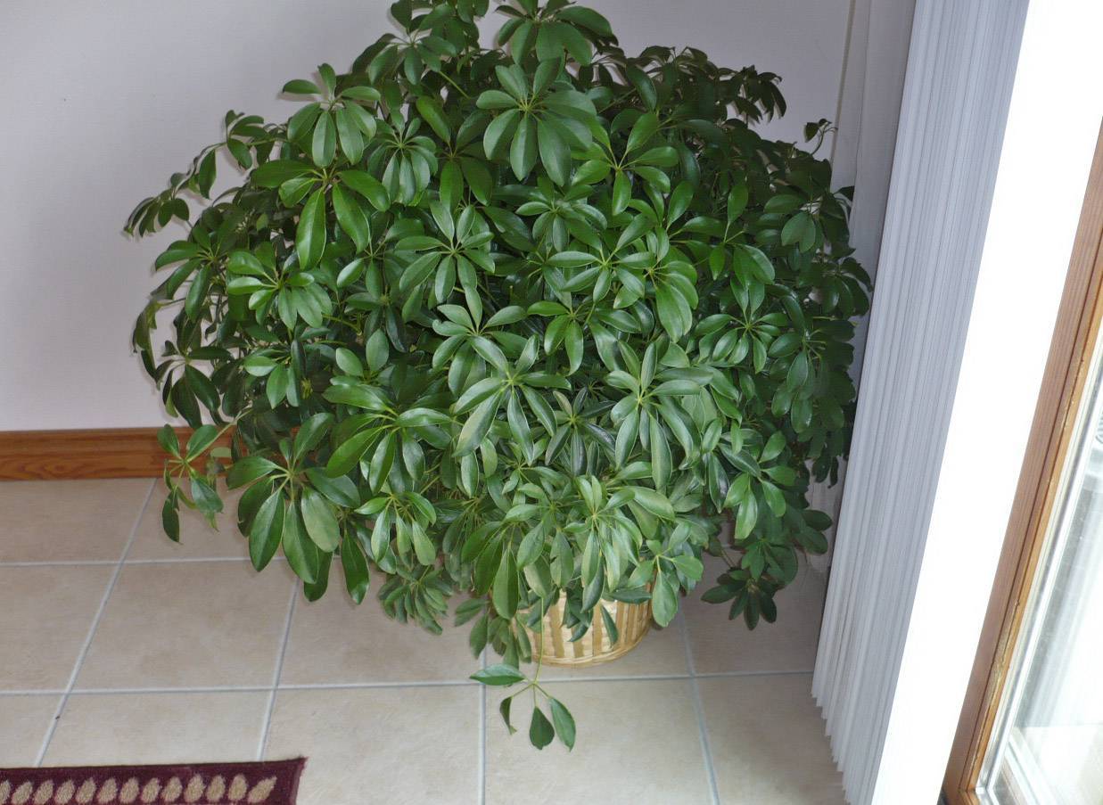 Комнатное растение шефлера — выращивание и уход в домашних условиях