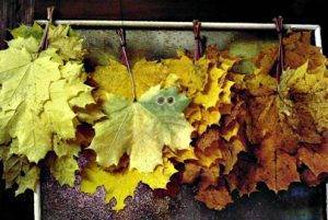 Лечебные свойства листьев клена и противопоказания к применению