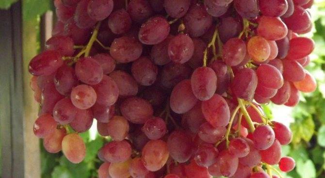 Сорт винограда «велес», его описание с фото и видео