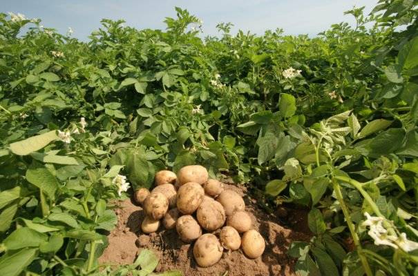 Выращивание раннего картофеля. видео.