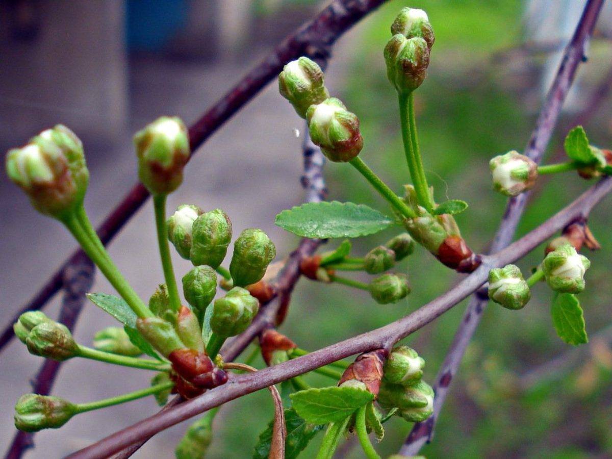 Сад весной: три обязательных весенних обработки против болезней и вредителей