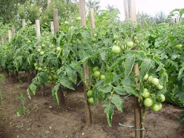 Пасынкование томатов в теплице: золотые правила агротехники. как это делают – пошаговая инструкция для начинающих