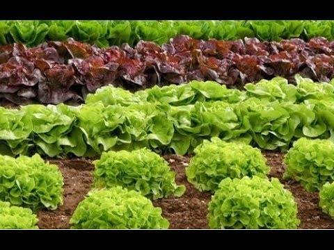 Польза и вред салата латук — потрясающая находка для здоровья