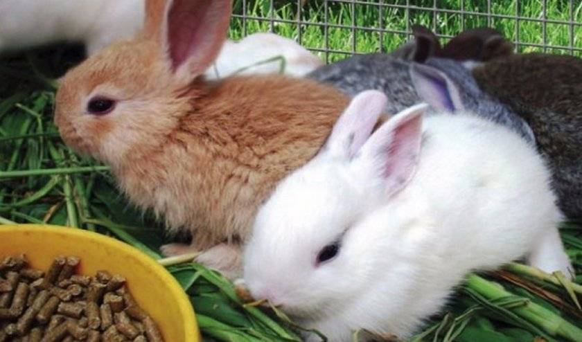 Комбикорм для кроликов: состав и нормы потребления