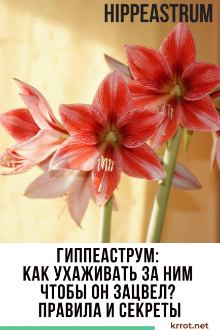 Цветок гиппеаструм — уход в домашних условиях и в открытом грунте