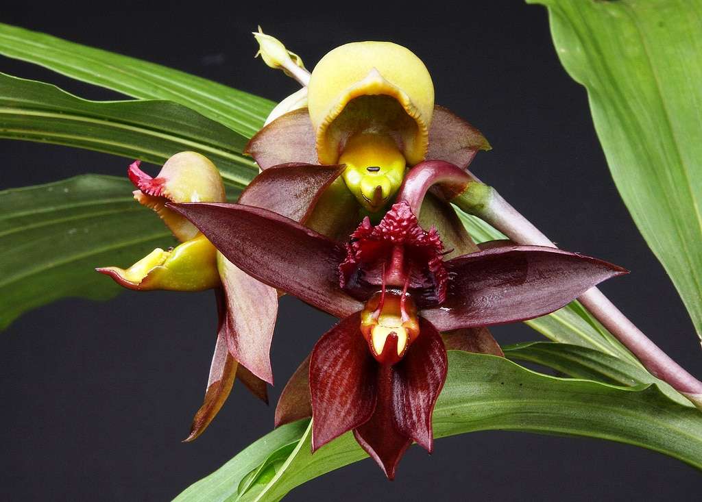 Великолепные сорта орхидей: каланта, катасетум, калатея, каннибала