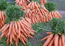 Инструкция по выращиванию моркови на даче для начинающих