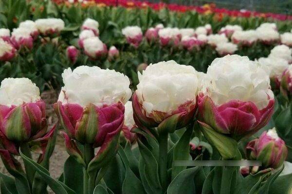Лучшие сорта тюльпанов с фото и описанием