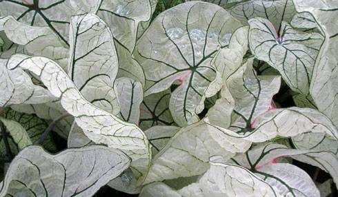 Удивит листьями каладиум