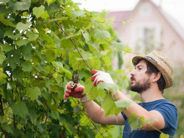 Руководство по обрезке винограда летом для новичков