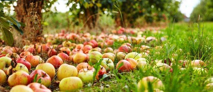 Лучшие 10 сортов яблонь для средней полосы