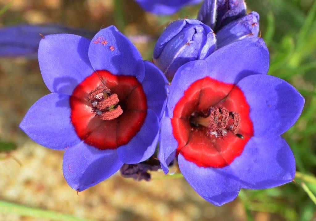 Бродиэя кон фабиола – посадка и уход за утончённым цветком в вашем саду