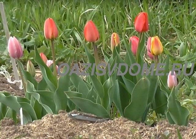 Выгонка тюльпанов к 8 марта в теплице: технология выращивания