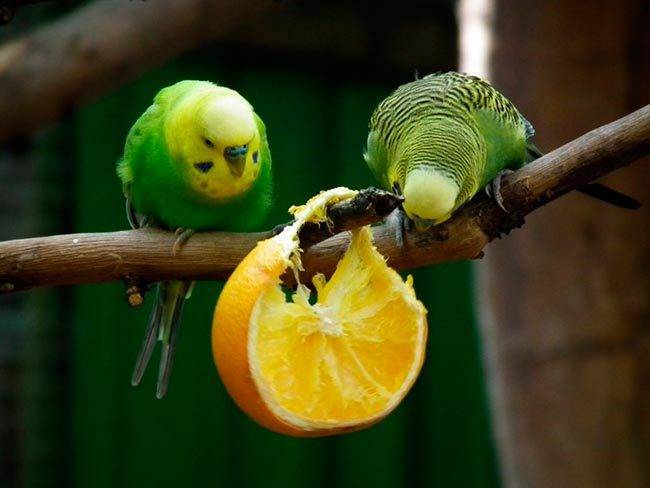 Чем еще можно кормить волнистых попугаев помимо корма?