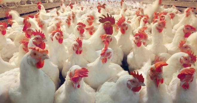 Витамины для цыплят бройлеров, растворимые в воде, состав и показания к применению