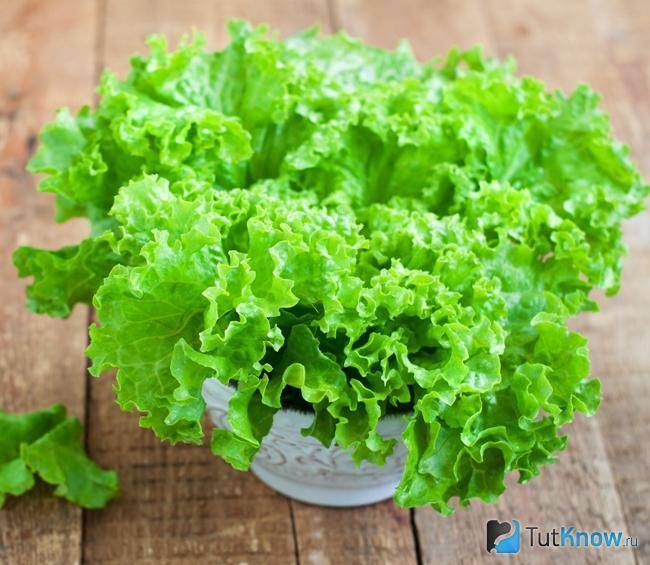 Листья салата: польза и вред для здоровья человека