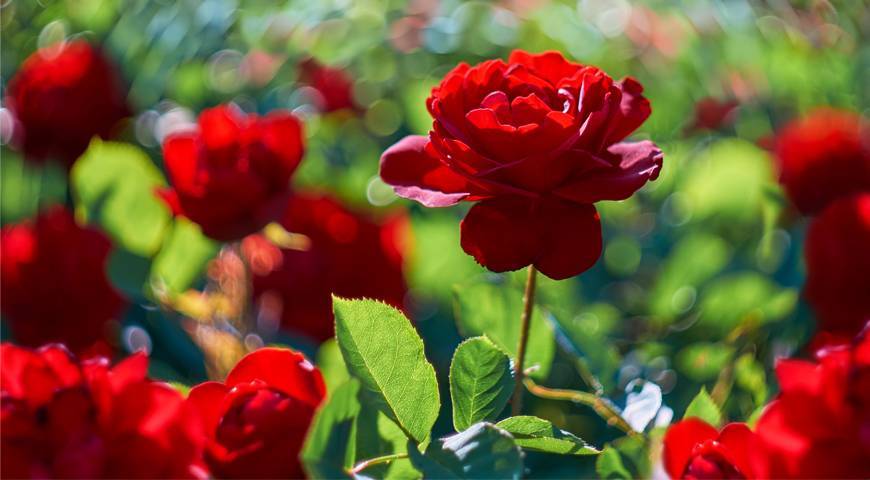 Как ухаживать за розами летом, чтобы цветам завидовали все соседи: делюсь секретами
