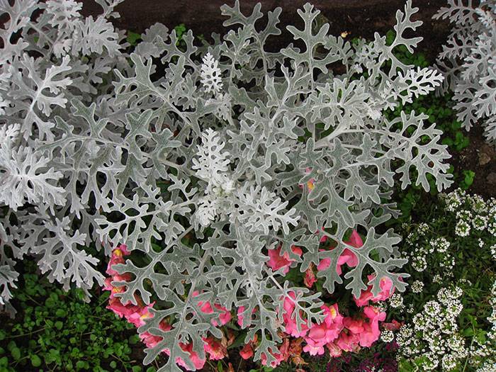 Цинерария – серебристое и разноцветное украшение сада
