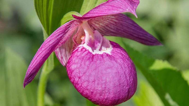 Необычные северные орхидеи: описание и уход