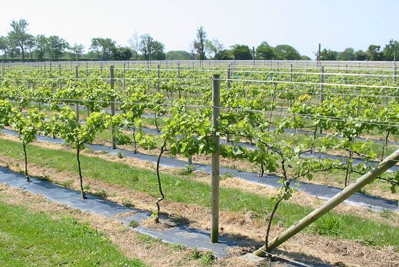 Шпалеры для винограда своими руками: 3 варианта