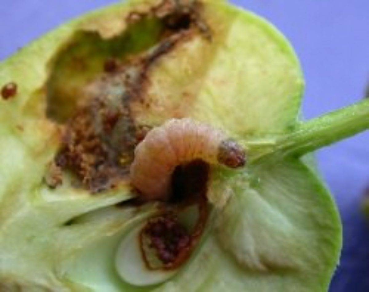 Обработка яблонь: чем защитить их весной от болезней и вредителей