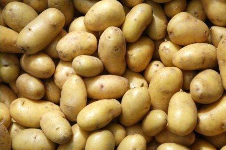 Как правильно поливать картофель: особенности, норма и правила полива