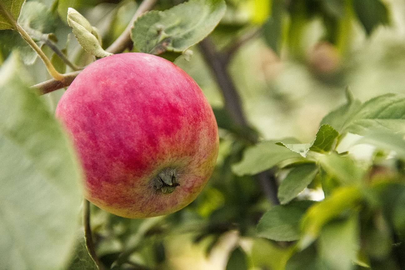 Эффективные методы борьбы с долгоносиком на яблоне: проверенные инсектициды и народные средства