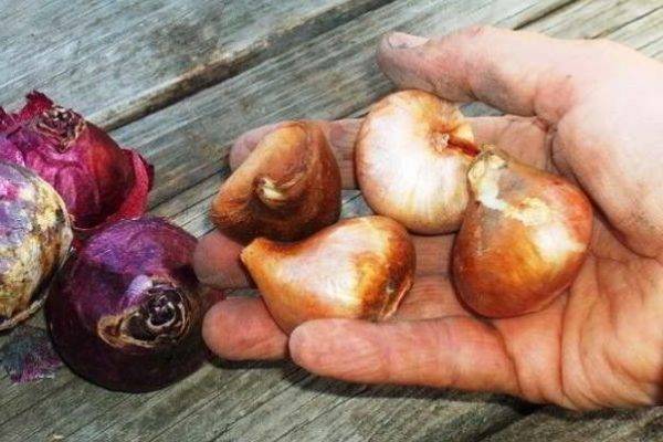Когда и как высаживать луковицы тюльпанов, нужно ли их выкапывать, и где потом хранить?