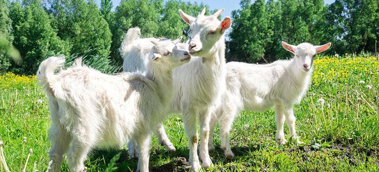 Симптомы поноса у козленка и козы, причины и методы лечения
