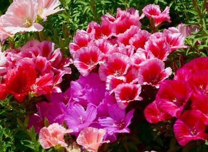 Роскошный цветок с крупными бутонами и яркими красками годеция: выращивание из семян, когда сажать рассаду и как ухаживать за растением