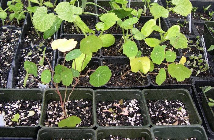 Настурция: выращивание из семян в саду