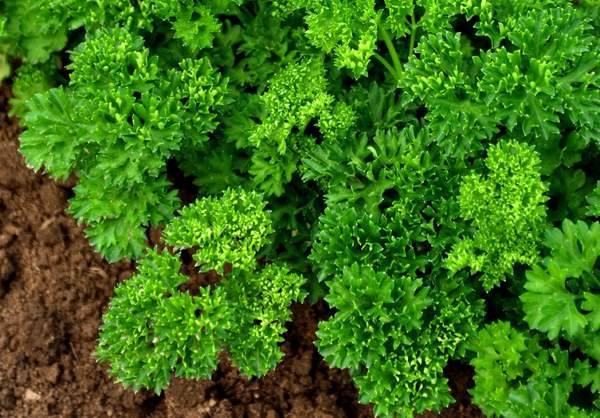 Пошаговая инструкция выращивания петрушки рассадой: когда сажать и как правильно ухаживать? советы огородникам