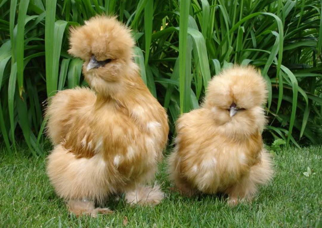 Китайская шелковая курица – основная характеристика породы
