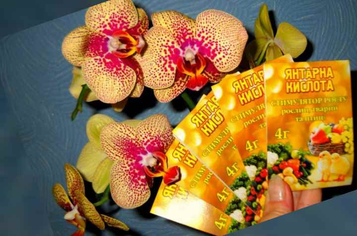 Янтарная кислота для орхидей как стимулятор развития