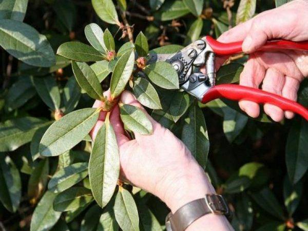 Садовый рододендрон: посадка и уход в открытом грунте