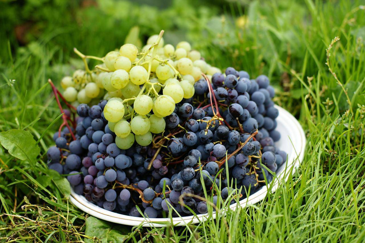 Удобрение орошаемых виноградников — виноград