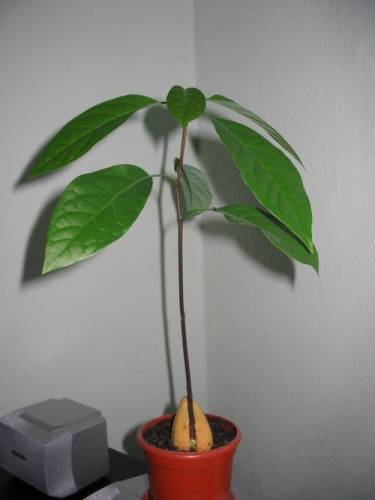 Авокадо из косточки —  выращивание в домашних условиях