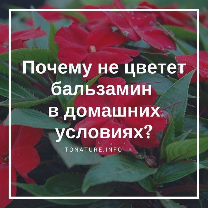 Новогвинейские бальзамины