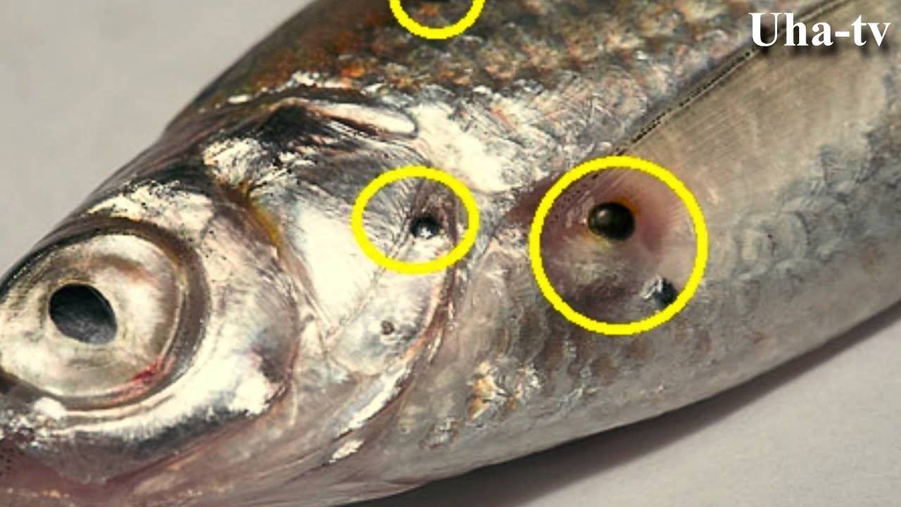 Рыба — болезнь краснуха, правила профилактики и лечения, видео