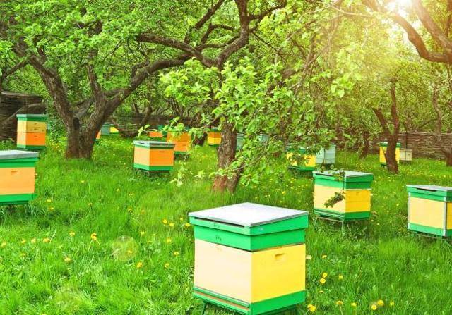 Разведение пчел: пчеловодство для начинающих от а до я, с чего начать новичку и какой улей выбрать