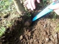 Как вырастить трюфель: способы выращивания трюфеля на даче и в теплице