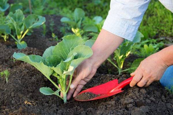 Узнаем у опытных огородников 12 секретов выращивания рассады капусты